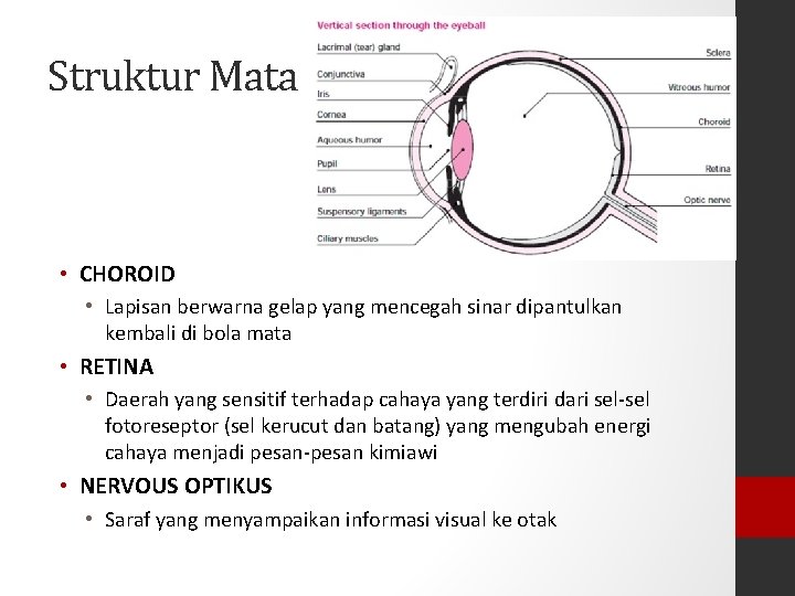 Struktur Mata • CHOROID • Lapisan berwarna gelap yang mencegah sinar dipantulkan kembali di