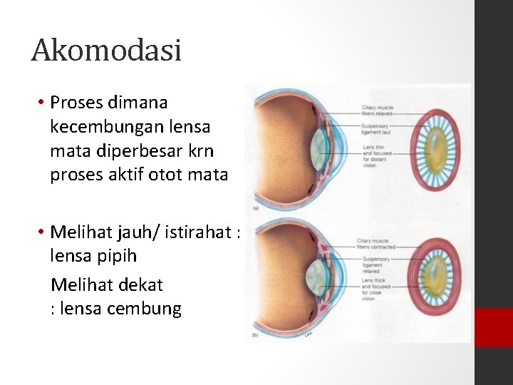 Akomodasi • Proses dimana kecembungan lensa mata diperbesar krn proses aktif otot mata •