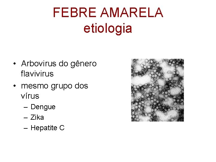 FEBRE AMARELA etiologia • Arbovirus do gênero flavivirus • mesmo grupo dos vírus –