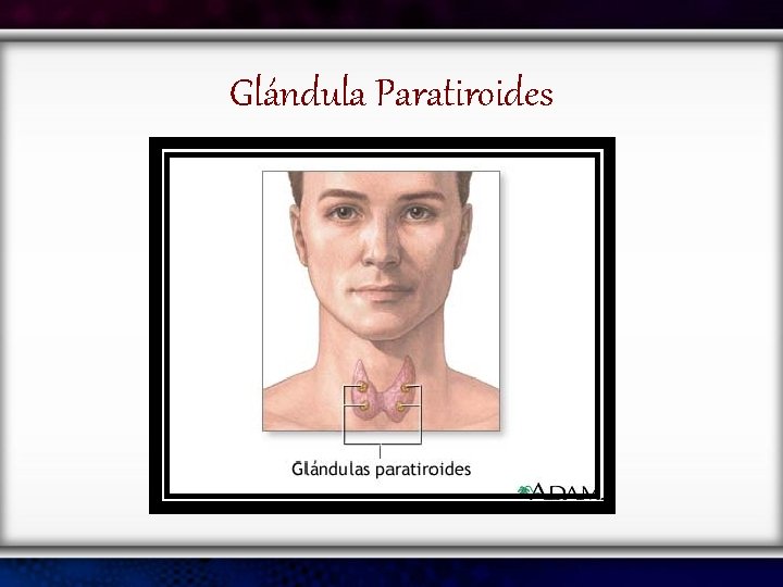 Glándula Paratiroides 