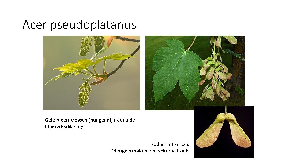 Acer pseudoplatanus Gele bloemtrossen (hangend), net na de bladontwikkeling Zaden in trossen. Vleugels maken