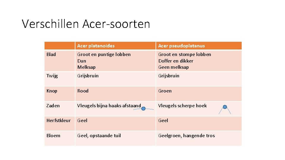 Verschillen Acer-soorten Acer platanoides Acer pseudoplatanus Blad Groot en puntige lobben Dun Melksap Groot