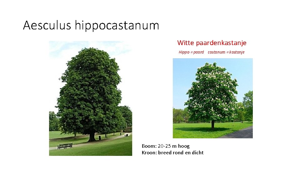 Aesculus hippocastanum Witte paardenkastanje Hippo = paard castanum = kastanje Boom: 20 -25 m