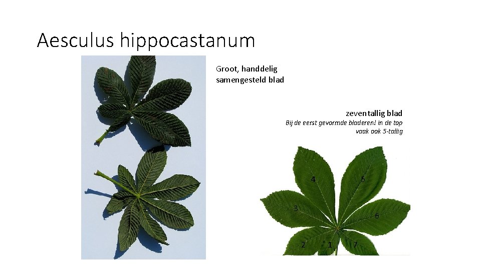 Aesculus hippocastanum Groot, handdelig samengesteld blad zeventallig blad Bij de eerst gevormde bladeren! In