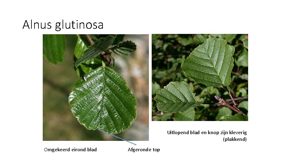 Alnus glutinosa Uitlopend blad en knop zijn kleverig (plakkend) Omgekeerd eirond blad Afgeronde top