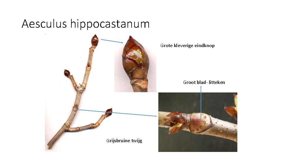 Aesculus hippocastanum Grote kleverige eindknop Groot blad- litteken Grijsbruine twijg 
