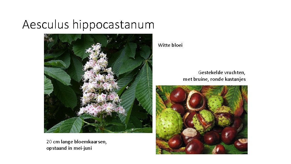 Aesculus hippocastanum Witte bloei Gestekelde vruchten, met bruine, ronde kastanjes 20 cm lange bloemkaarsen,
