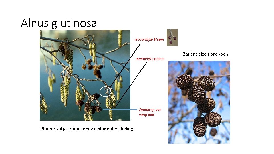 Alnus glutinosa vrouwelijke bloem mannelijke bloem Zaadprop van vorig jaar Bloem: katjes ruim voor