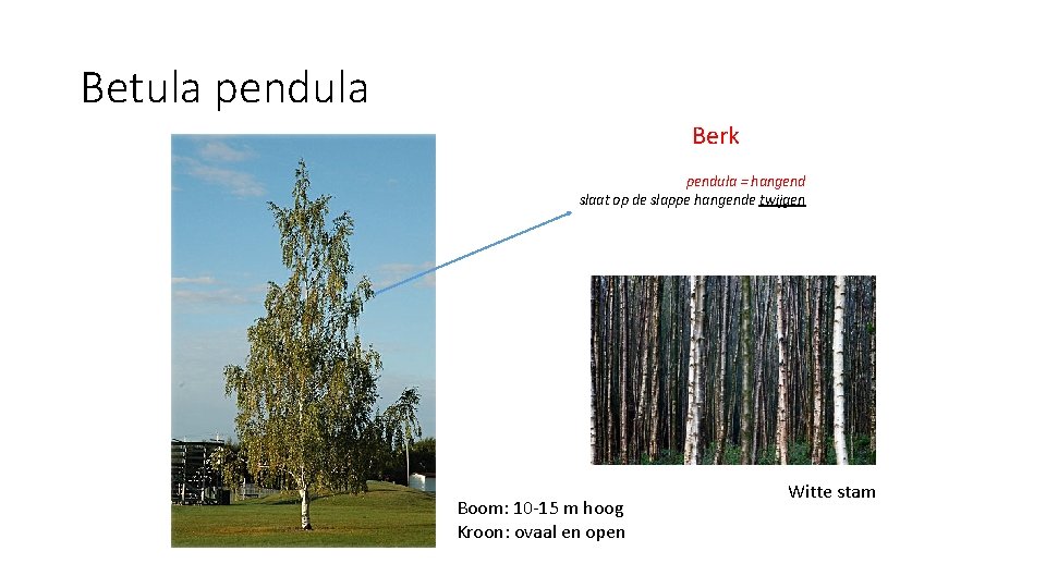 Betula pendula Berk pendula = hangend slaat op de slappe hangende twijgen Boom: 10