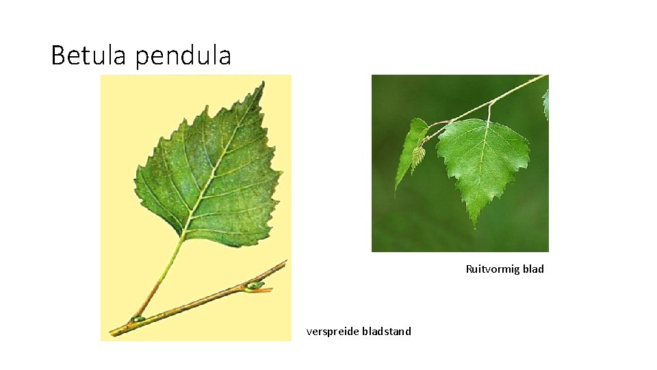 Betula pendula Ruitvormig blad verspreide bladstand 