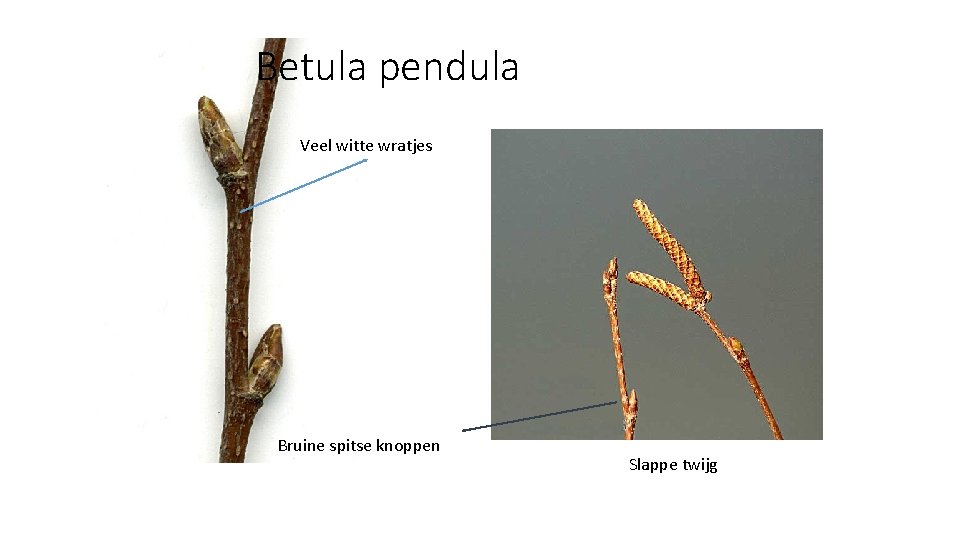 Betula pendula Veel witte wratjes Bruine spitse knoppen Slappe twijg 