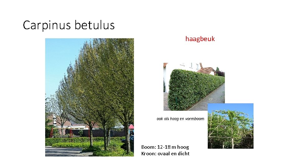 Carpinus betulus haagbeuk ook als haag en vormboom Boom: 12 -18 m hoog Kroon: