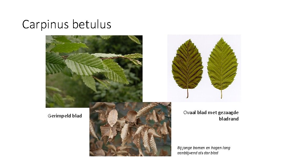 Carpinus betulus Gerimpeld blad Ovaal blad met gezaagde bladrand Bij jonge bomen en hagen