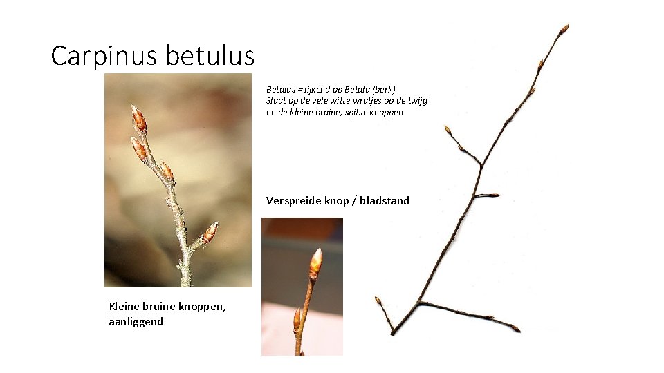 Carpinus betulus Betulus = lijkend op Betula (berk) Slaat op de vele witte wratjes