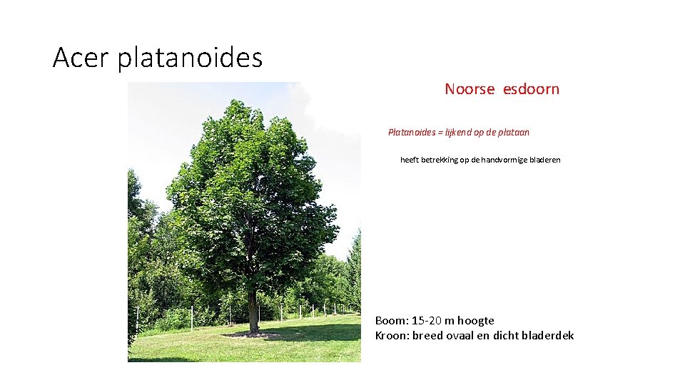 Acer platanoides Noorse esdoorn Platanoides = lijkend op de plataan heeft betrekking op de