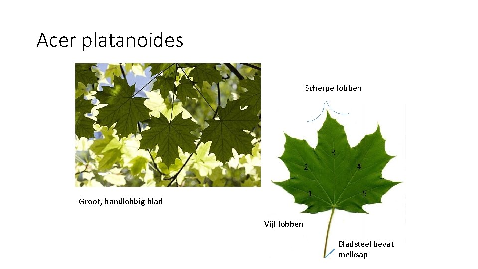 Acer platanoides Scherpe lobben 3 2 1 Groot, handlobbig blad 4 5 Vijf lobben