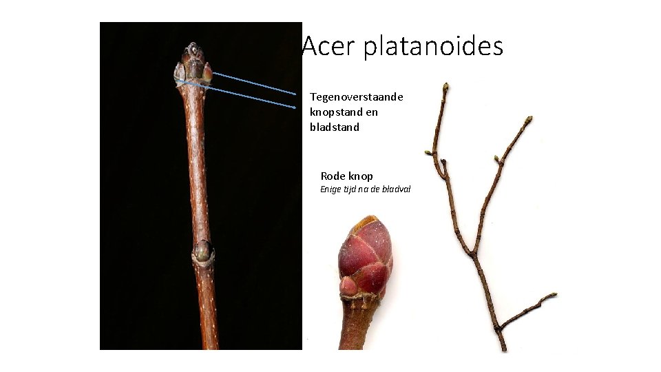 Acer platanoides Tegenoverstaande knopstand en bladstand Rode knop Enige tijd na de bladval 