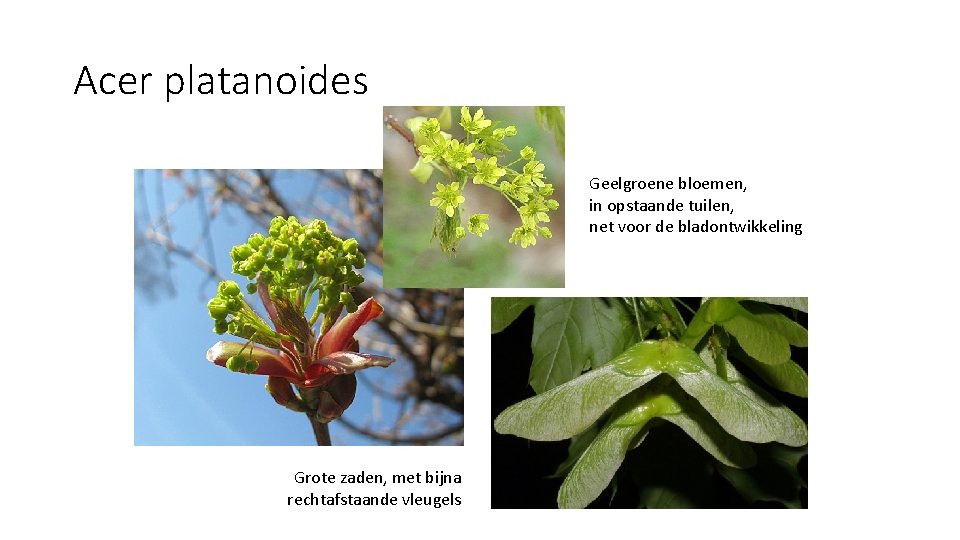 Acer platanoides Geelgroene bloemen, in opstaande tuilen, net voor de bladontwikkeling Grote zaden, met