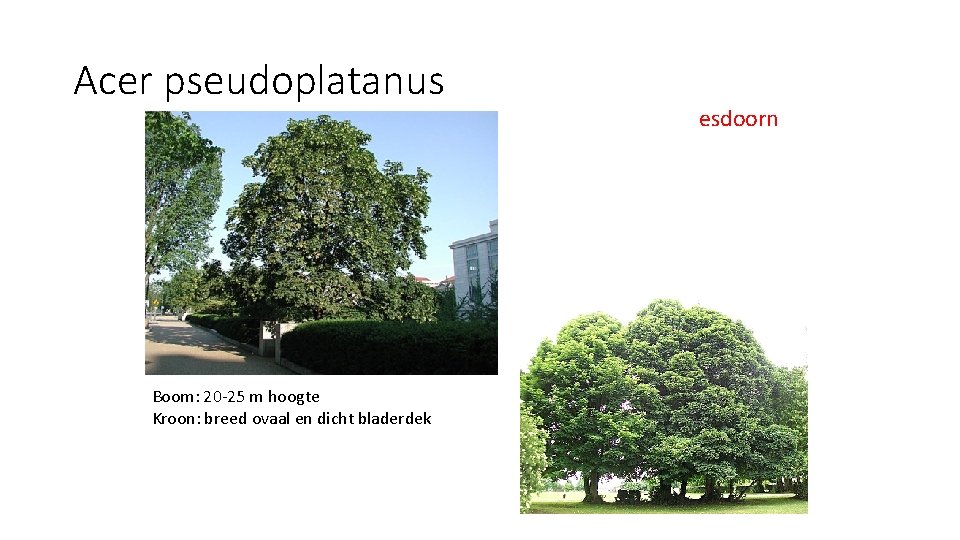 Acer pseudoplatanus Boom: 20 -25 m hoogte Kroon: breed ovaal en dicht bladerdek esdoorn