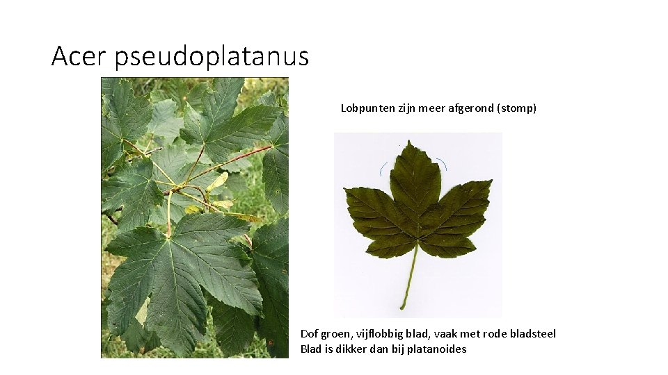 Acer pseudoplatanus Lobpunten zijn meer afgerond (stomp) Dof groen, vijflobbig blad, vaak met rode