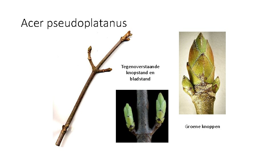 Acer pseudoplatanus Tegenoverstaande knopstand en bladstand Groene knoppen 