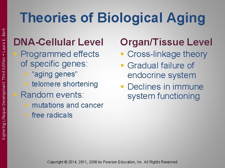 Exploring Lifespan Development Third Edition Laura E. Berk Theories of Biological Aging DNA-Cellular Level