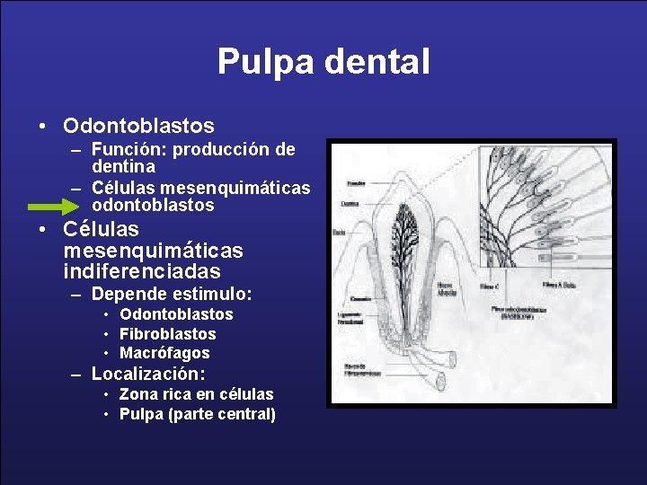 Pulpa dental • Odontoblastos – Función: producción de dentina – Células mesenquimáticas odontoblastos •