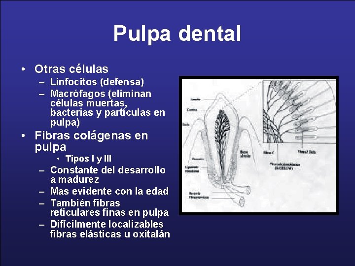 Pulpa dental • Otras células – Linfocitos (defensa) – Macrófagos (eliminan células muertas, bacterias