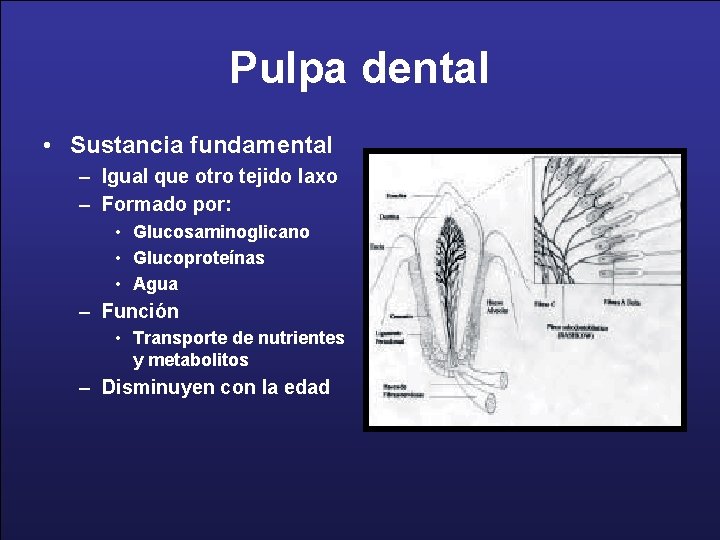 Pulpa dental • Sustancia fundamental – Igual que otro tejido laxo – Formado por: