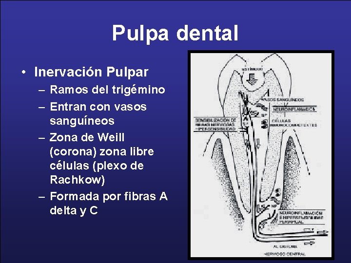 Pulpa dental • Inervación Pulpar – Ramos del trigémino – Entran con vasos sanguíneos