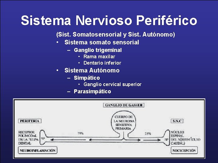 Sistema Nervioso Periférico (Sist. Somatosensorial y Sist. Autónomo) • Sistema somato sensorial – Ganglio