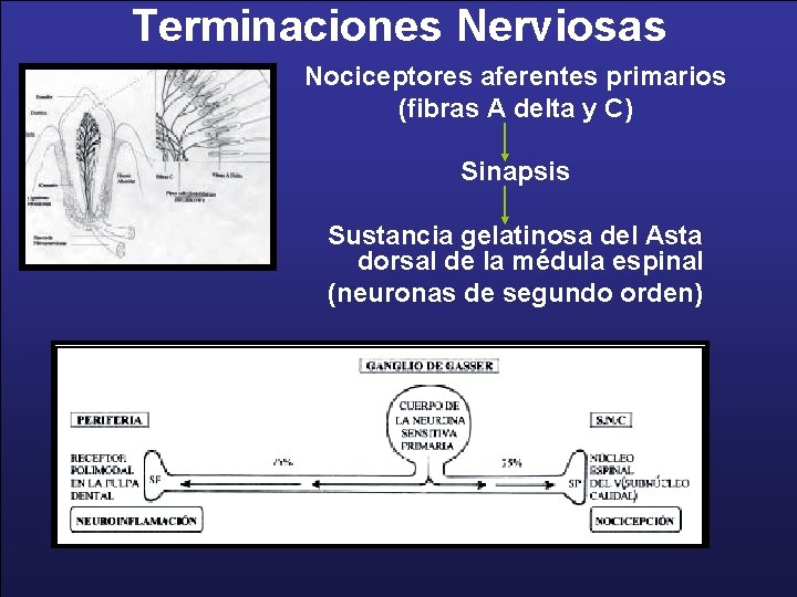 Terminaciones Nerviosas Nociceptores aferentes primarios (fibras A delta y C) Sinapsis Sustancia gelatinosa del