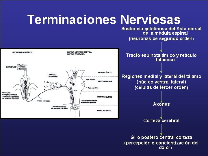 Terminaciones Nerviosas Sustancia gelatinosa del Asta dorsal de la médula espinal (neuronas de segundo