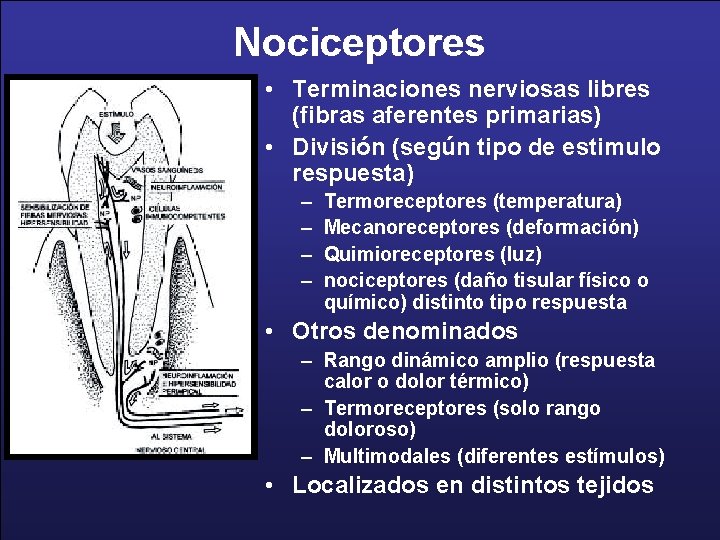 Nociceptores • Terminaciones nerviosas libres (fibras aferentes primarias) • División (según tipo de estimulo