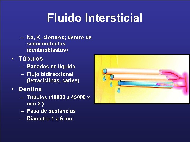 Fluido Intersticial – Na, K, cloruros; dentro de semiconductos (dentinoblastos) • Túbulos – Bañados