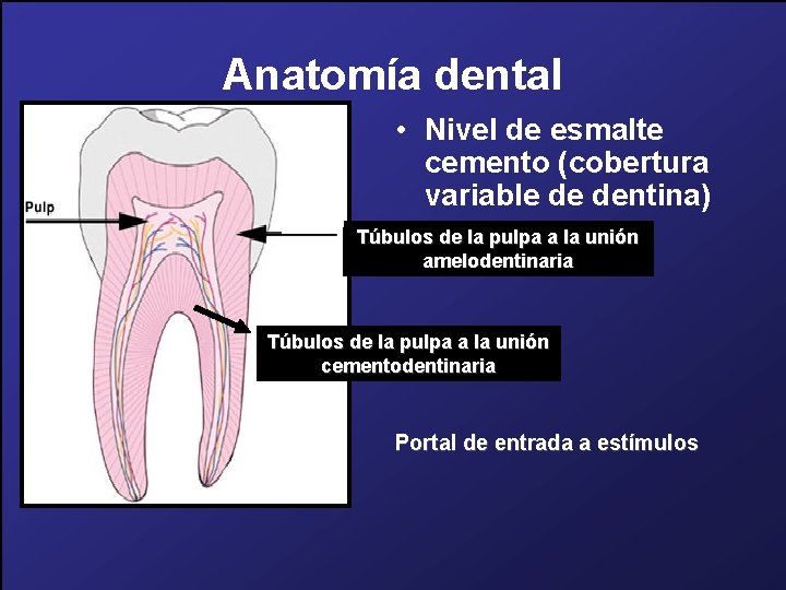 Anatomía dental • Nivel de esmalte cemento (cobertura variable de dentina) Túbulos de la