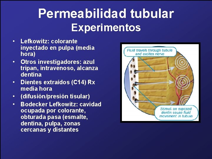 Permeabilidad tubular Experimentos • Lefkowitz: colorante inyectado en pulpa (media hora) • Otros investigadores: