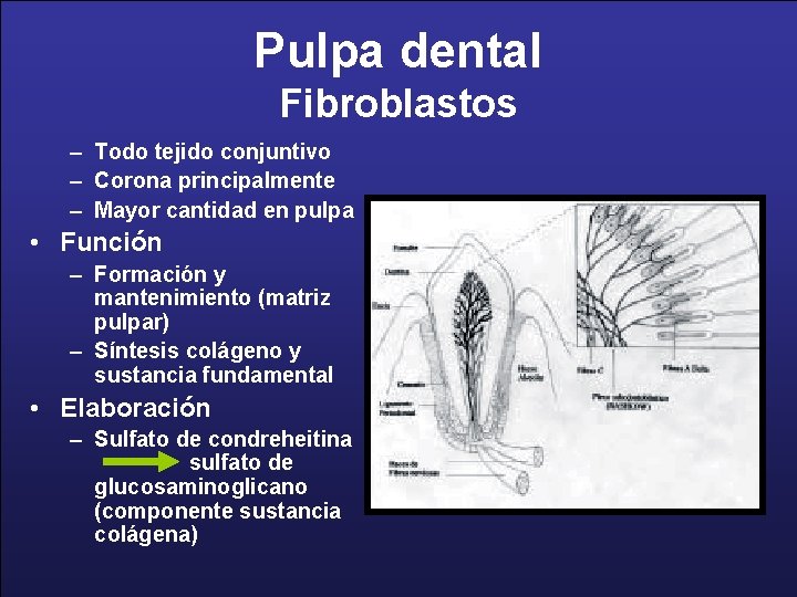 Pulpa dental Fibroblastos – Todo tejido conjuntivo – Corona principalmente – Mayor cantidad en