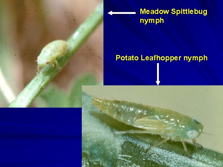 Meadow Spittlebug nymph Potato Leafhopper nymph 