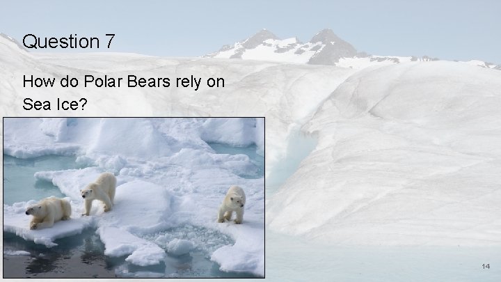 Question 7 How do Polar Bears rely on Sea Ice? 14 