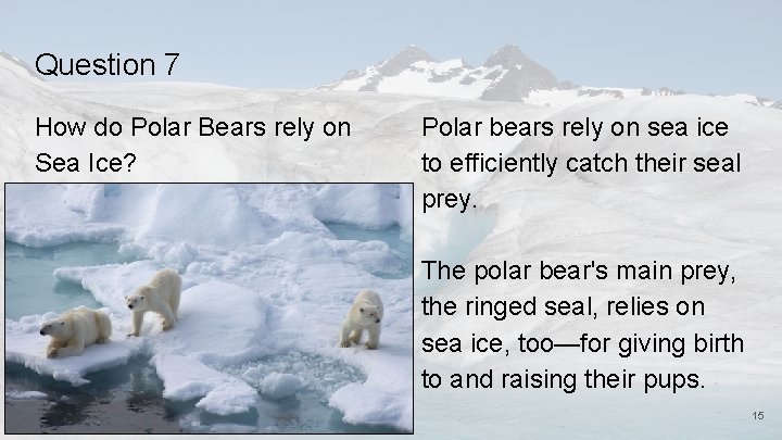 Question 7 How do Polar Bears rely on Sea Ice? Polar bears rely on