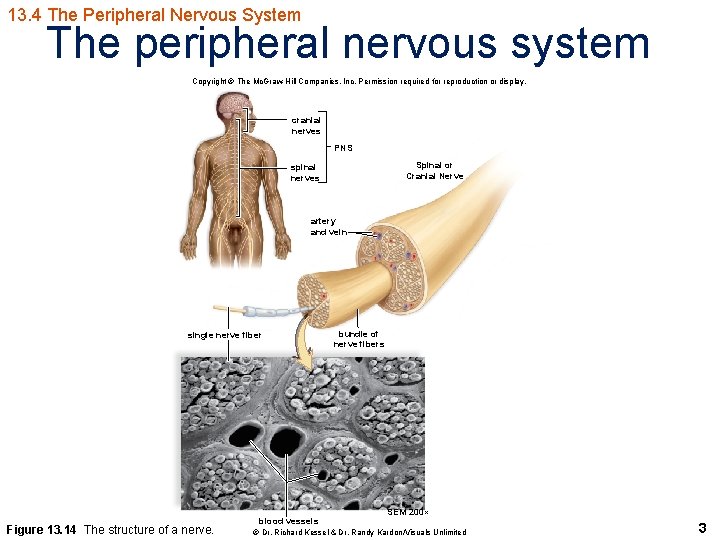 13. 4 The Peripheral Nervous System The peripheral nervous system Copyright © The Mc.