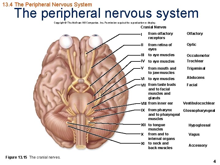 13. 4 The Peripheral Nervous System The peripheral nervous system Copyright © The Mc.