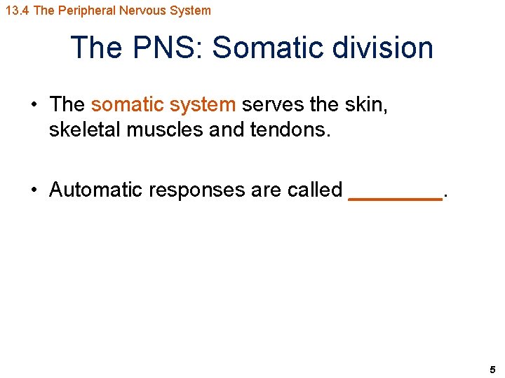 13. 4 The Peripheral Nervous System The PNS: Somatic division • The somatic system