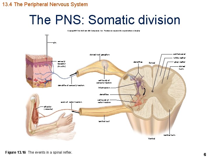 13. 4 The Peripheral Nervous System The PNS: Somatic division Copyright © The Mc.