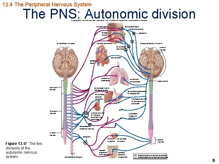 13. 4 The Peripheral Nervous System The PNS: Autonomic division Copyright © The Mc.