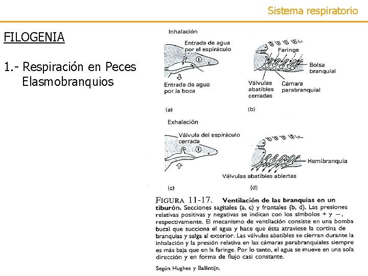 Sistema respiratorio FILOGENIA 1. - Respiración en Peces Elasmobranquios 