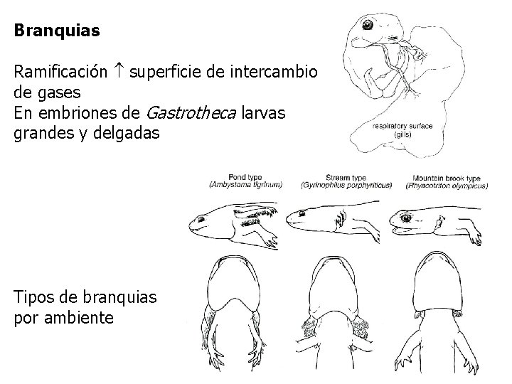 Branquias Ramificación superficie de intercambio de gases En embriones de Gastrotheca larvas grandes y
