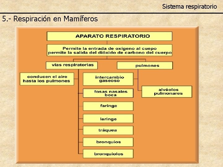 Sistema respiratorio 5. - Respiración en Mamíferos 