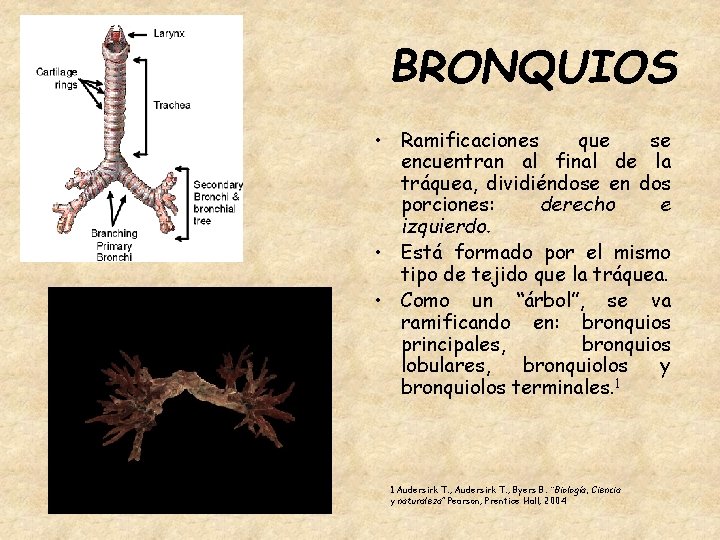 BRONQUIOS • Ramificaciones que se encuentran al final de la tráquea, dividiéndose en dos